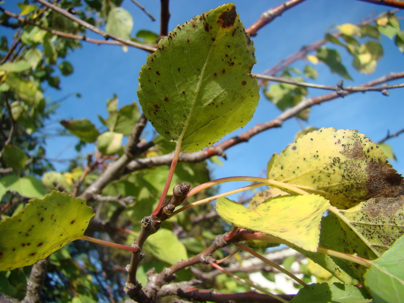 Sviluppo vegetale dell'' albicocco Prunus armeniaca